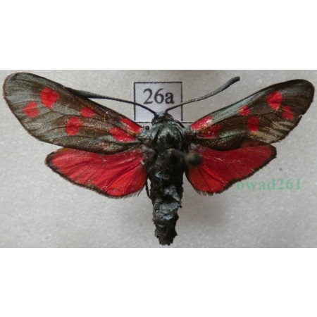 Zygaena filipendulae (Linnaeus, 1758) Kraśnik sześcioplamek Czech26a